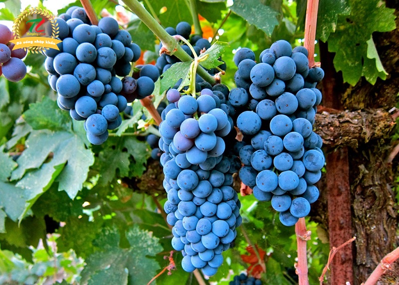 Những giống nho được dùng nhiều nhất để sản xuất rượu vang đỏ 