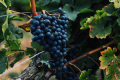 Nho Cabernet Sauvignon và những chai vang đỏ ngon bậc nhất thế giới