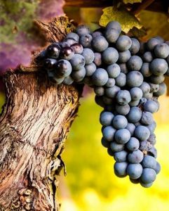 Những giống nho được dùng nhiều nhất để sản xuất rượu vang đỏ 