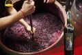 Vang Ý Golf Primitivo di Manduria nồng độ 14% thơm ngon xuất sắc